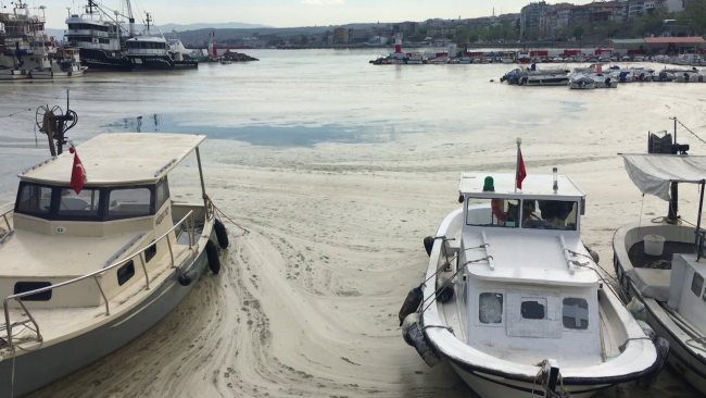 Mavi sularda deniz salyası tehdidi